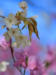 山桜とツツジ