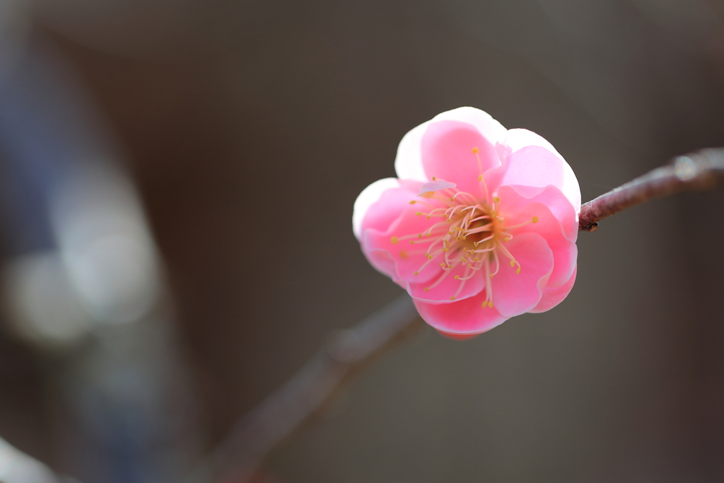 紅梅