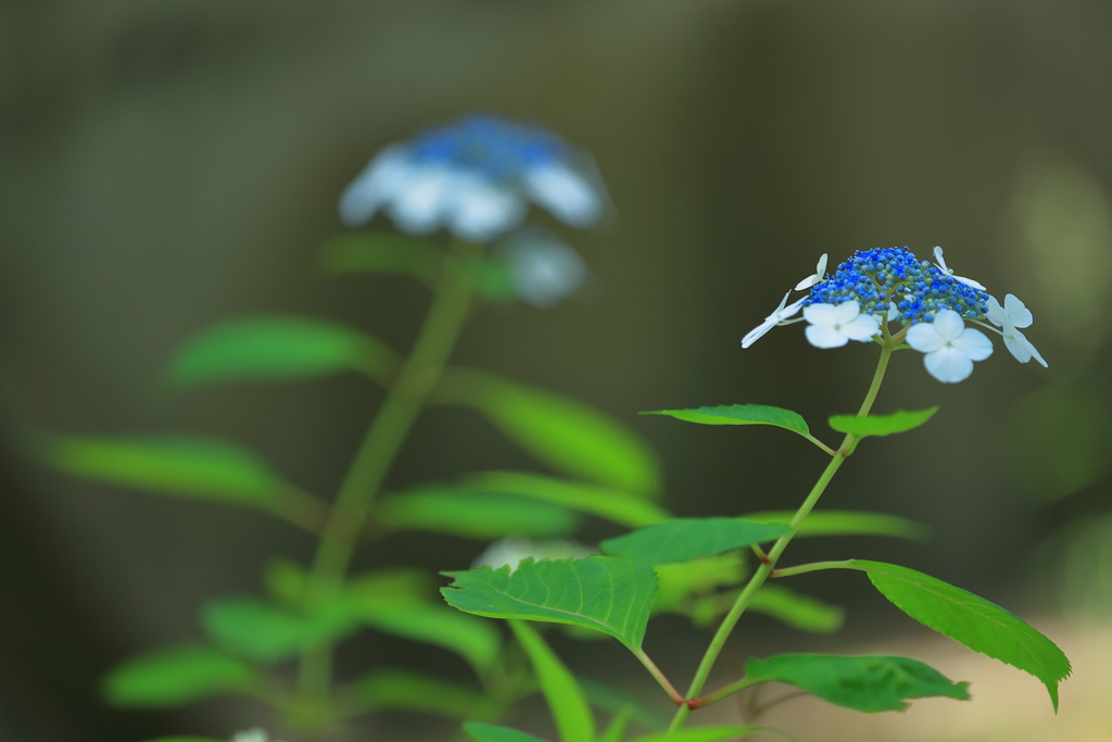 紫陽花