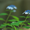 紫陽花