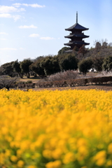 備中国分寺と菜の花