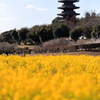 備中国分寺と菜の花