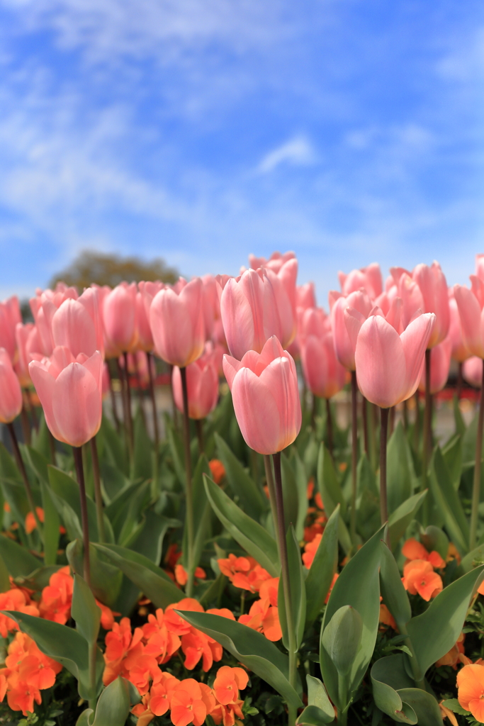 春の花