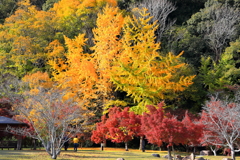 紅葉と銀杏