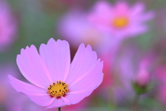 秋桜