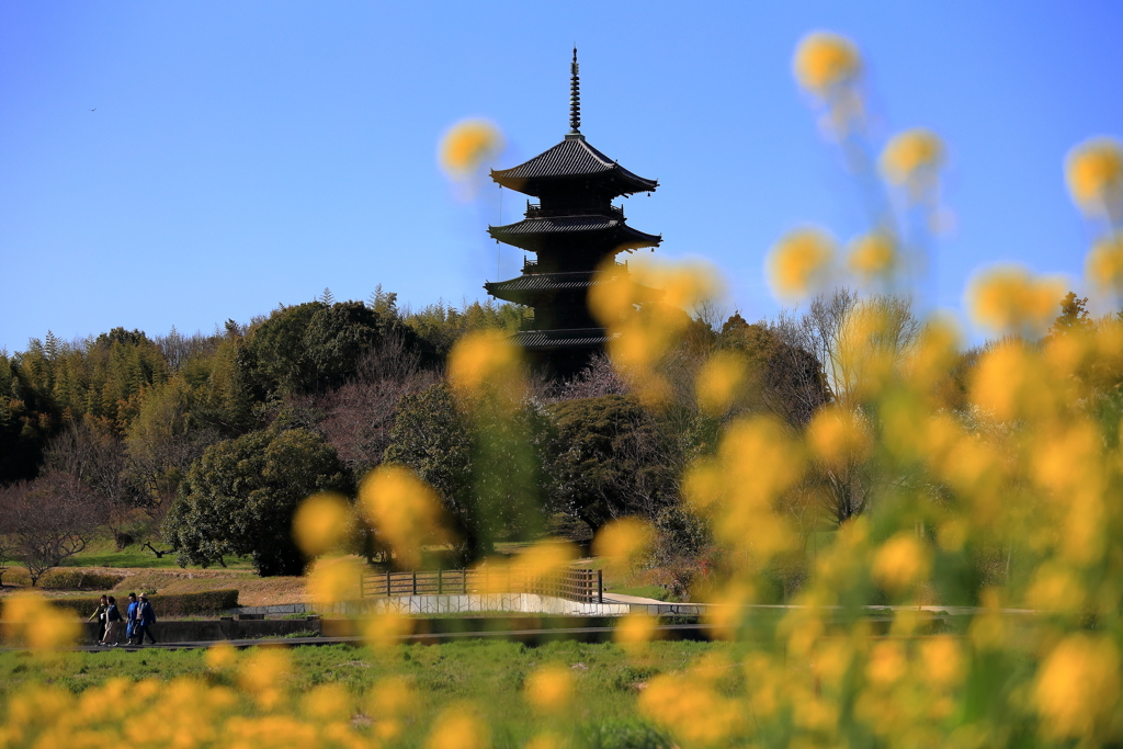 備中国分寺と菜の花