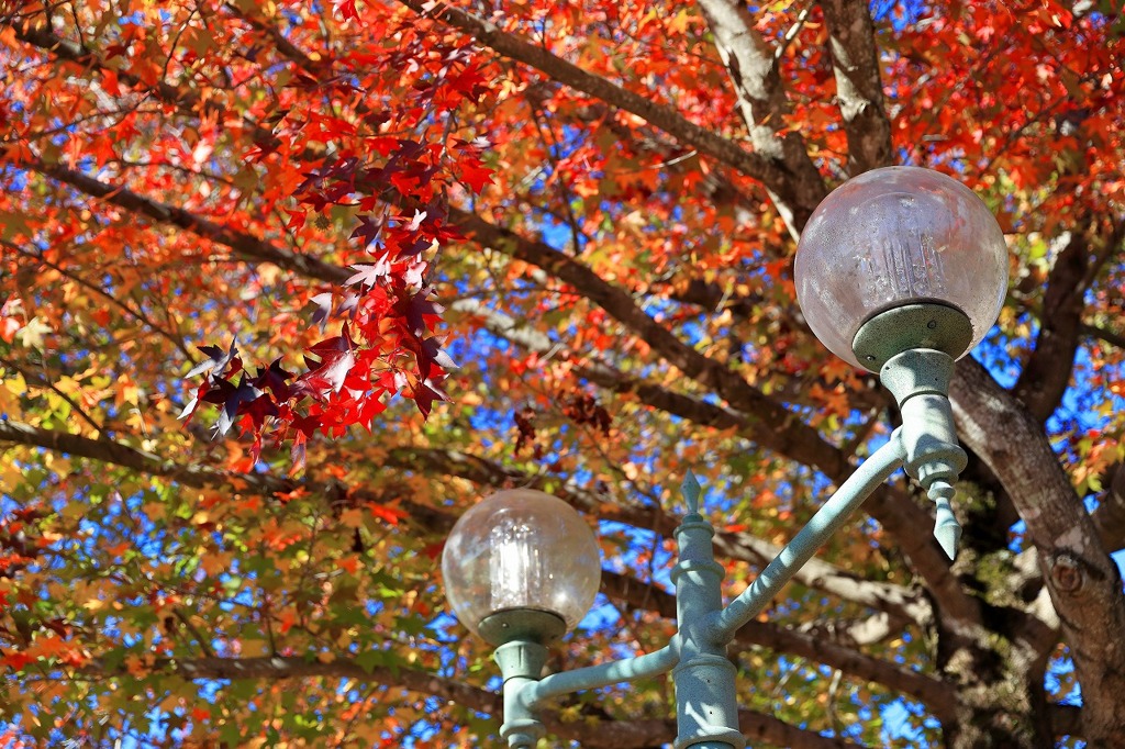 紅葉と秋の空
