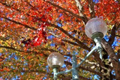 紅葉と秋の空