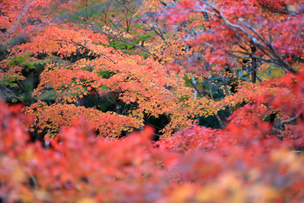 紅葉