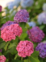 紫陽花