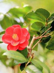 椿
