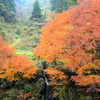 紅葉