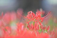 曼珠沙華