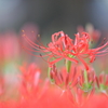 曼珠沙華