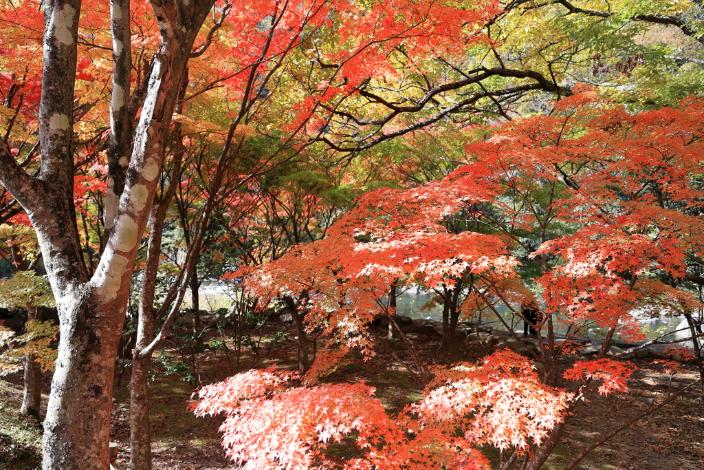 紅葉