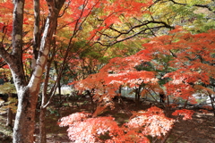 紅葉