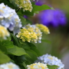 紫陽花