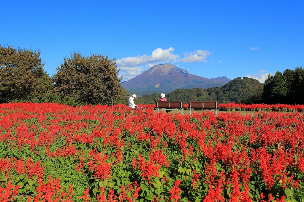 大山とサルビアと秋の空