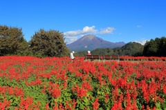 大山とサルビアと秋の空