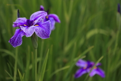 花菖蒲