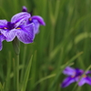 花菖蒲