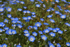 ネモフィラと蜜蜂