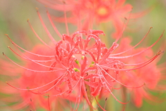 彼岸花