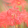 彼岸花