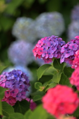 紫陽花
