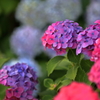 紫陽花