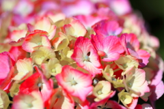 紫陽花