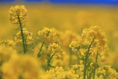 菜の花