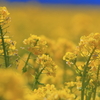 菜の花