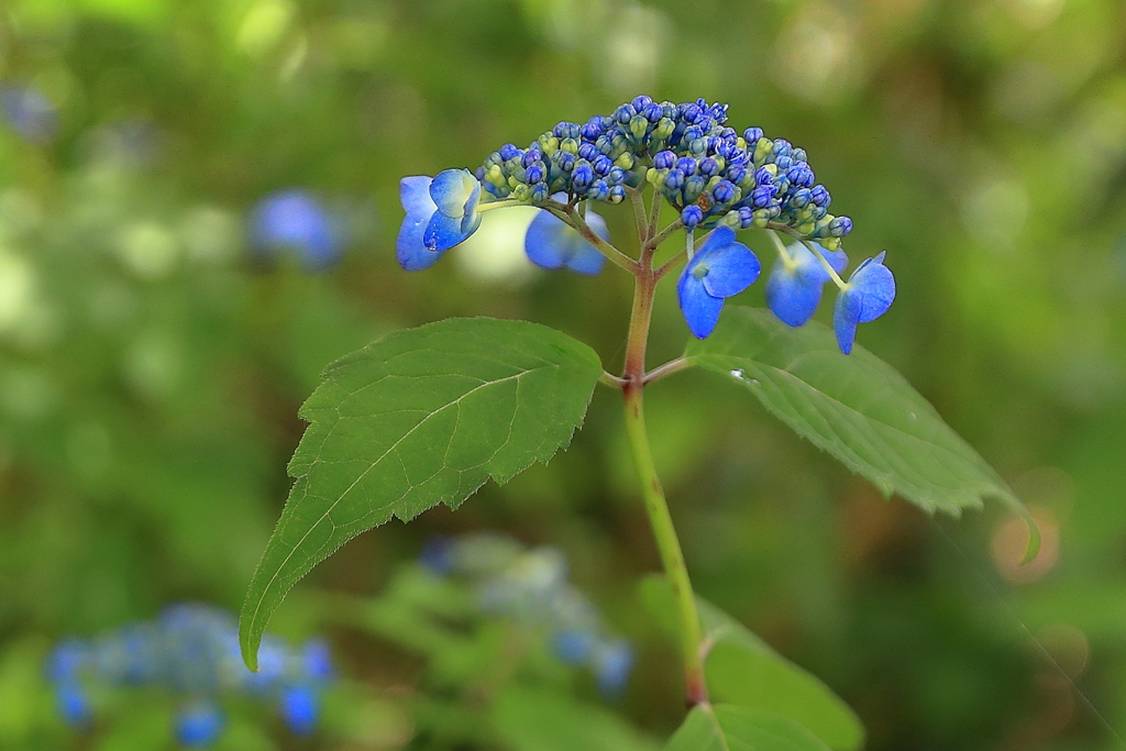 山紫陽花