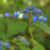 山紫陽花