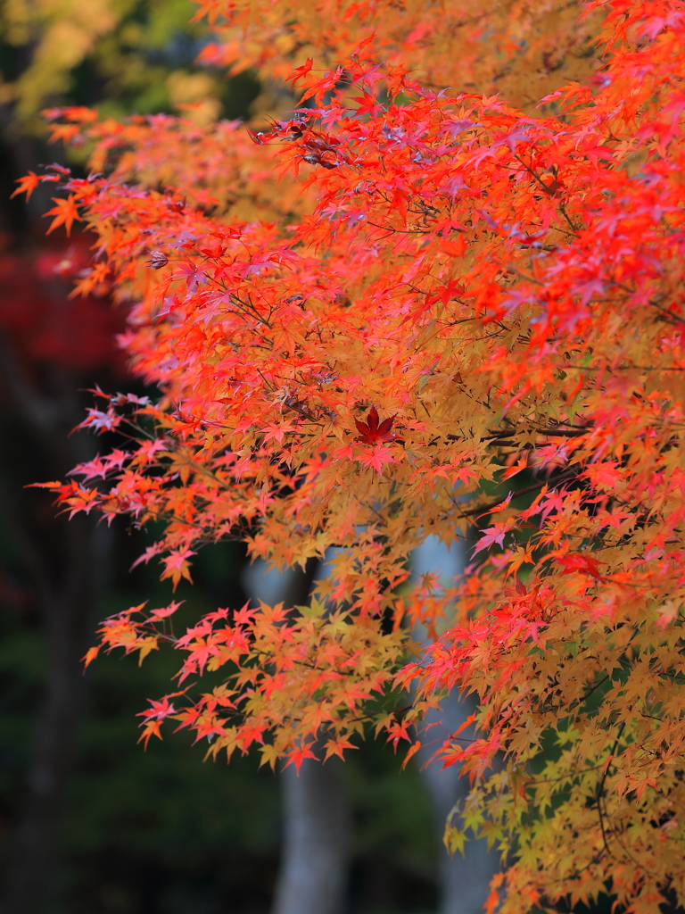 紅葉