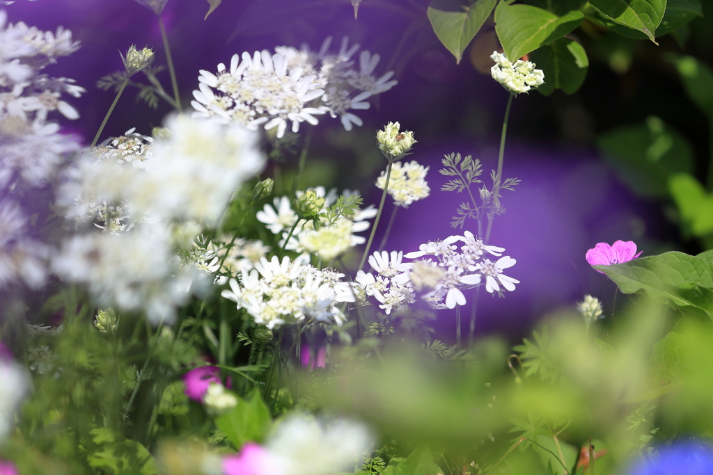 春花