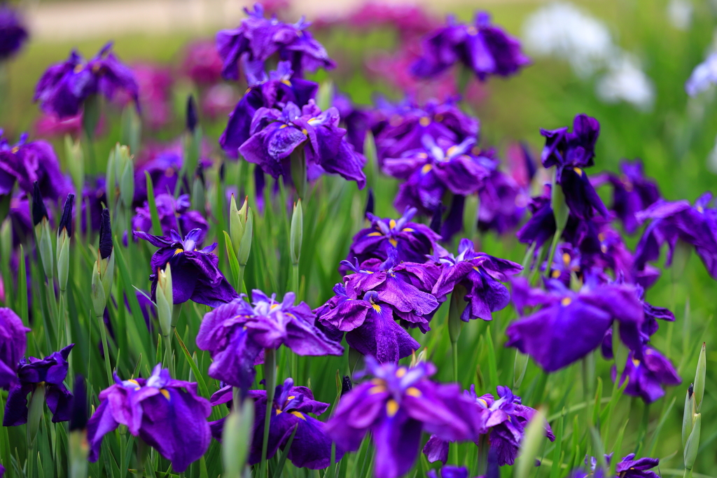 花菖蒲