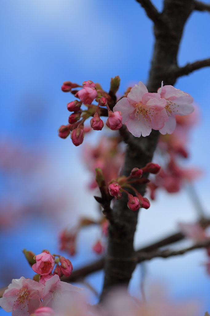 河津桜