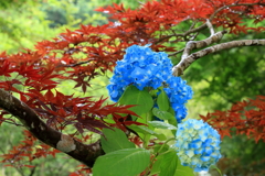 紫陽花