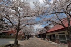 がいせん桜