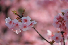 河津桜