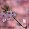 河津桜