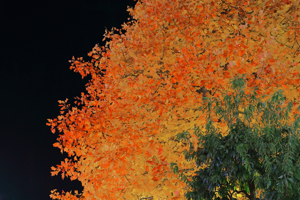 夜の紅葉
