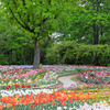 国営讃岐まんのう公園の春