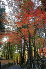 紅葉