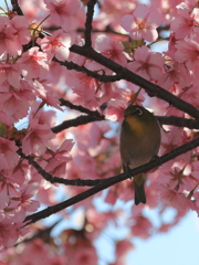 河津桜とメジロ