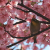河津桜とメジロ