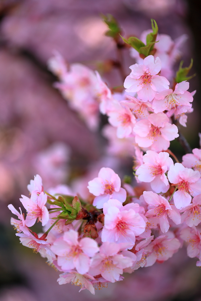 河津桜