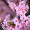 河津桜